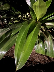 Pandanus dubius