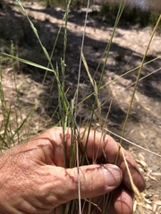 Anthosachne kingiana multiflora