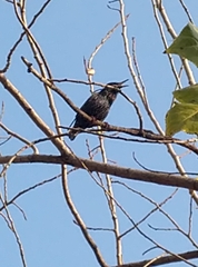 Sturnus vulgaris