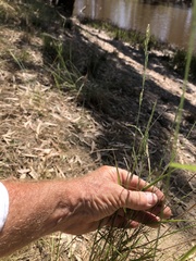 Anthosachne kingiana multiflora