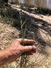Anthosachne kingiana multiflora