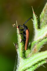Trichalus semicostatus