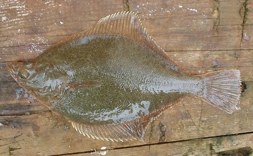 Dotted flounder (Limanda punctatissima) — Pleuronectidae — 2