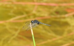 Indothemis limbata