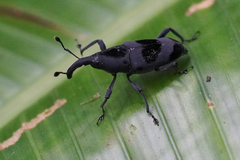 Rhodobaenus nawradii
