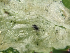 Phytomyza archangelicae