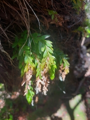 Tmesipteris tannensis