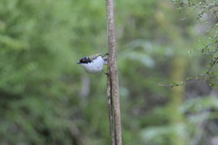 Melithreptus lunatus