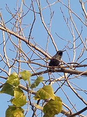 Sturnus vulgaris