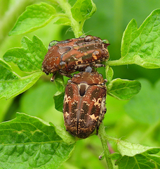 Protaetia fusca