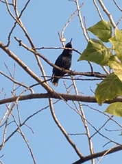 Sturnus vulgaris