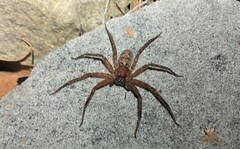 Heteropoda