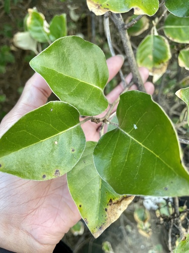 Elaeagnus macrophylla, photograph 5