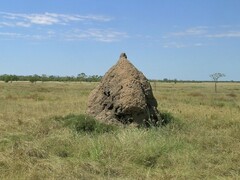 Nasutitermes triodiae