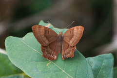 Abisara bifasciata suffusa
