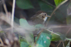 Pellorneum ruficeps