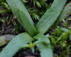 Plagiobothrys scouleri