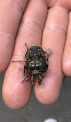 Ryssonotus nebulosus
