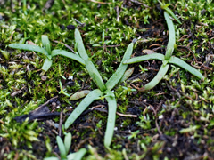 Plagiobothrys scouleri