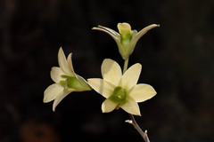 Dendrobium ovatum