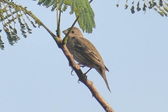 Carpodacus erythrinus