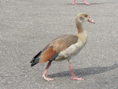 Alopochen aegyptiaca