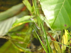 Lestes praemorsus