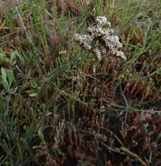 Limonium caspium