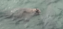 Dugong dugon