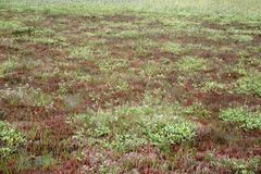 Atriplex verrucifera