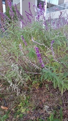 Salvia leucantha