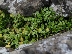 Limnanthes macounii