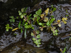 Limnanthes macounii