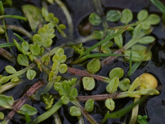 Limnanthes macounii