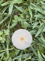 Amanita mairei