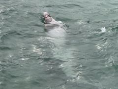 Dugong dugon
