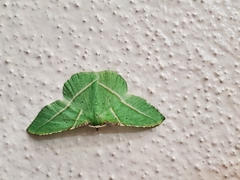 Dichorda illustraria