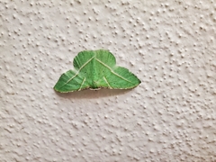 Dichorda illustraria