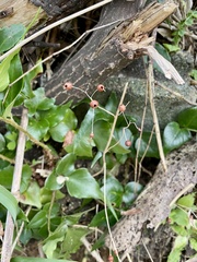 Lysimachia mauritiana