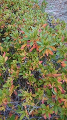 Rhododendron indicum