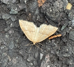 Nothoporinia mediolineata