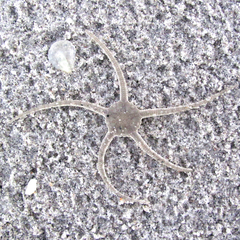 Ophiolepis elegans image