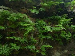 Drynaria quercifolia