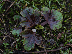 Sanicula arctopoides