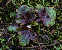 Sanicula arctopoides