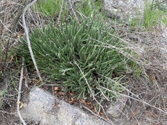 Dudleya edulis