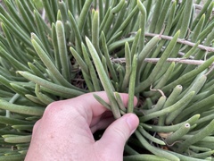 Dudleya edulis