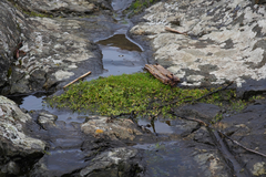 Limnanthes macounii