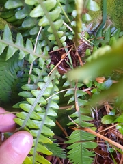 Blechnum durum