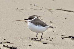 Charadrius alexandrinus